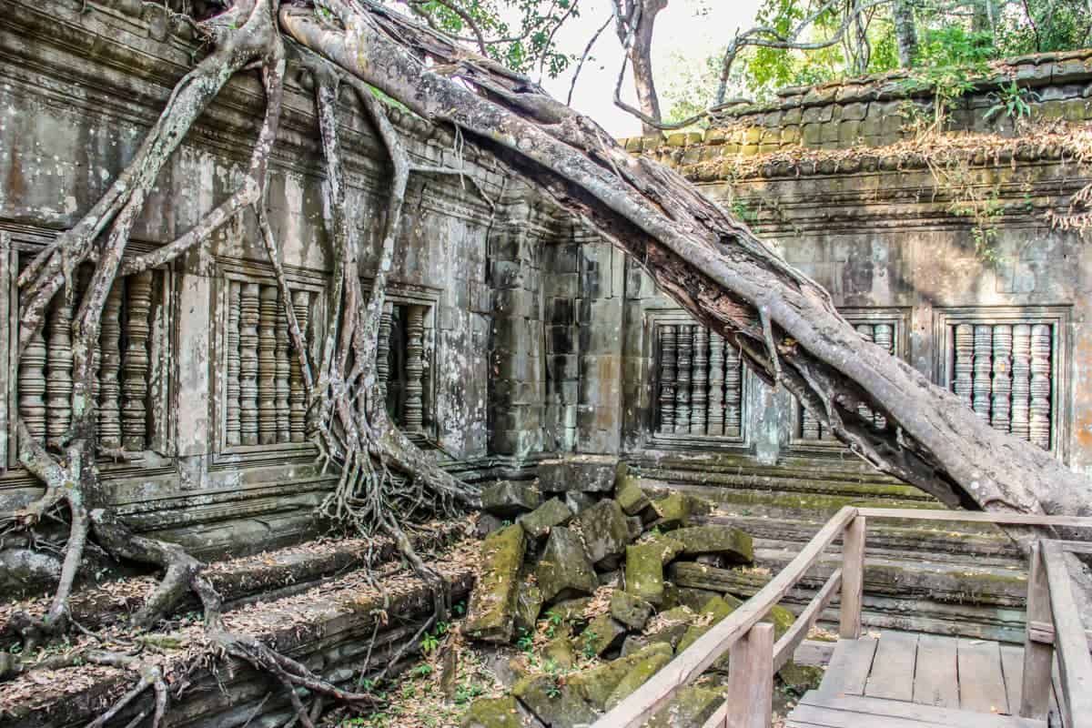 A huge tree trunk breaking through the floor of Beng Mealea temple and reaching outside of its walls, reclaiming it