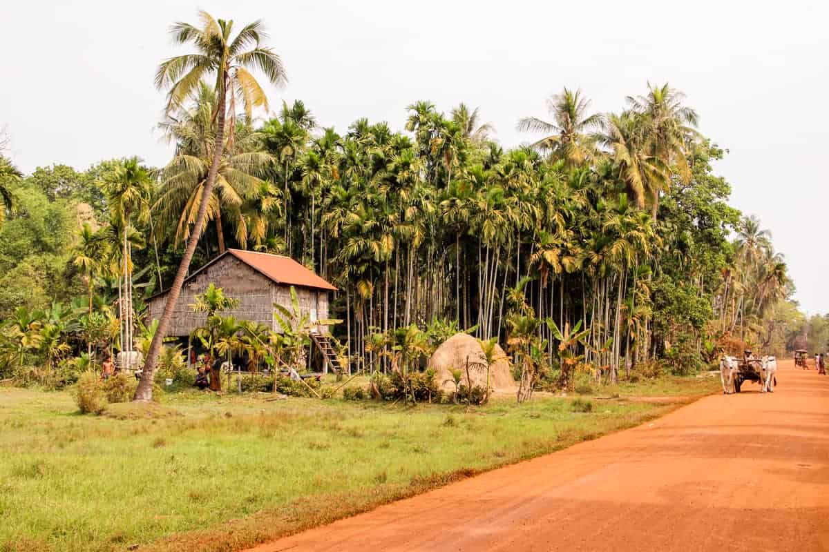 An elevated wooden house on front of tall jungle trees and next to an ochre orange dirt road in Cambodia