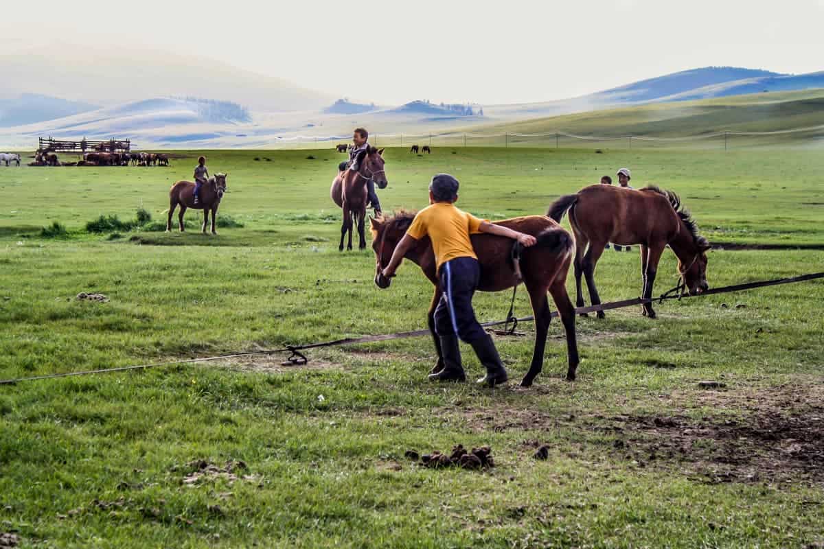 The men of the family gather the herd and farm on the land at a yurt in Mongolia