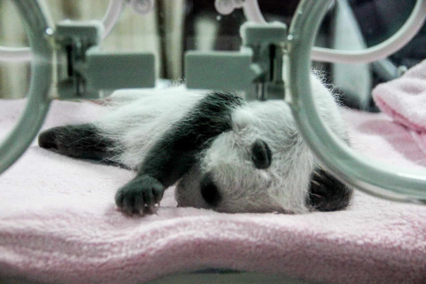 A tiny, baby Panda sleeps in an incubator at the Giant Panda Breeding Base in Chengdu
