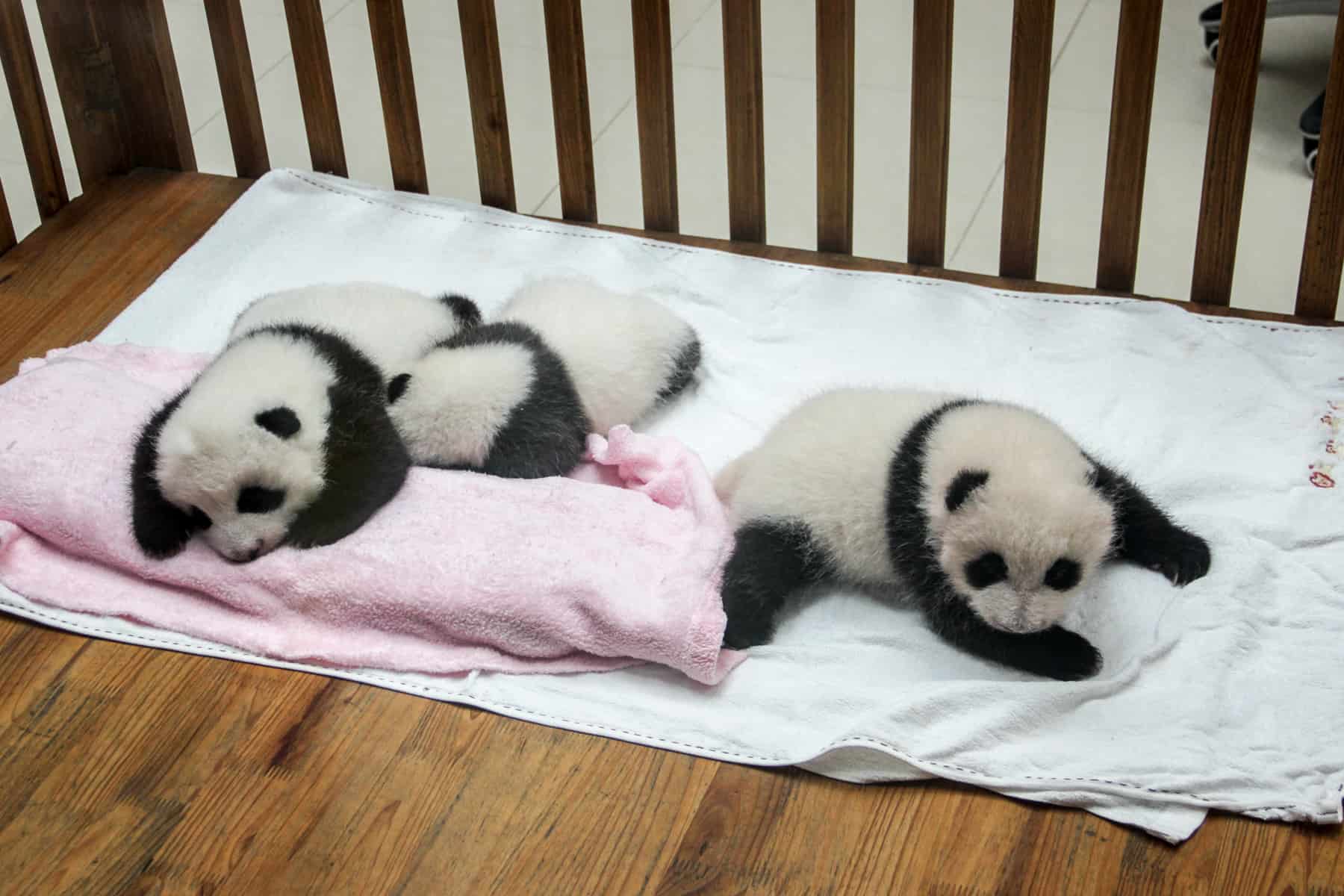 Three baby pandas snuggle and sleep on pink and white blankets at the Giant Panda Breeding Base in Chengdu, China 