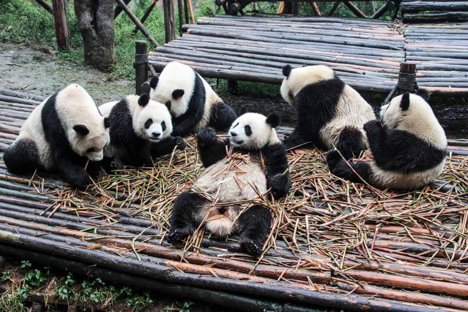 panda visit in chengdu china