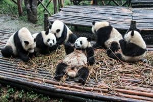 Six Giant Pandas on a wooden deck eating bamboo as seen on a Ghengdu Panda Tour in China