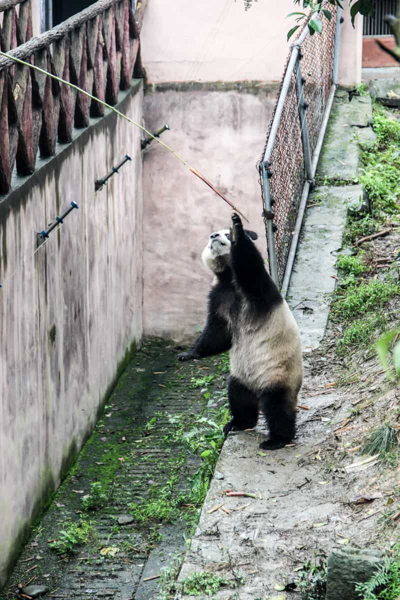 A tourist passes bamboo to a Panda on a stick through a fence at the Chengdu Base in China