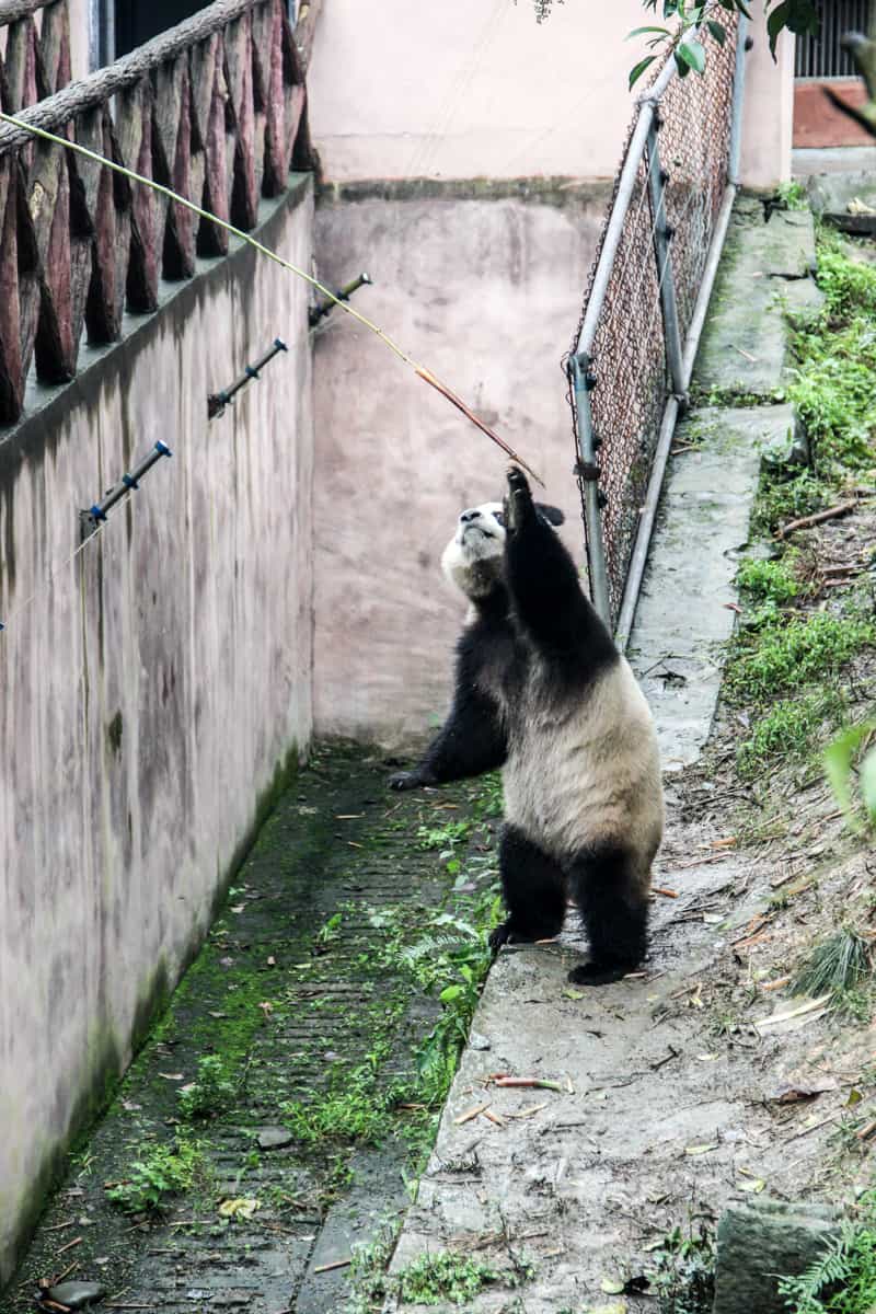 panda tours china A tourist passes bamboo to a Panda on a stick through a fence at the Chengdu Base in China