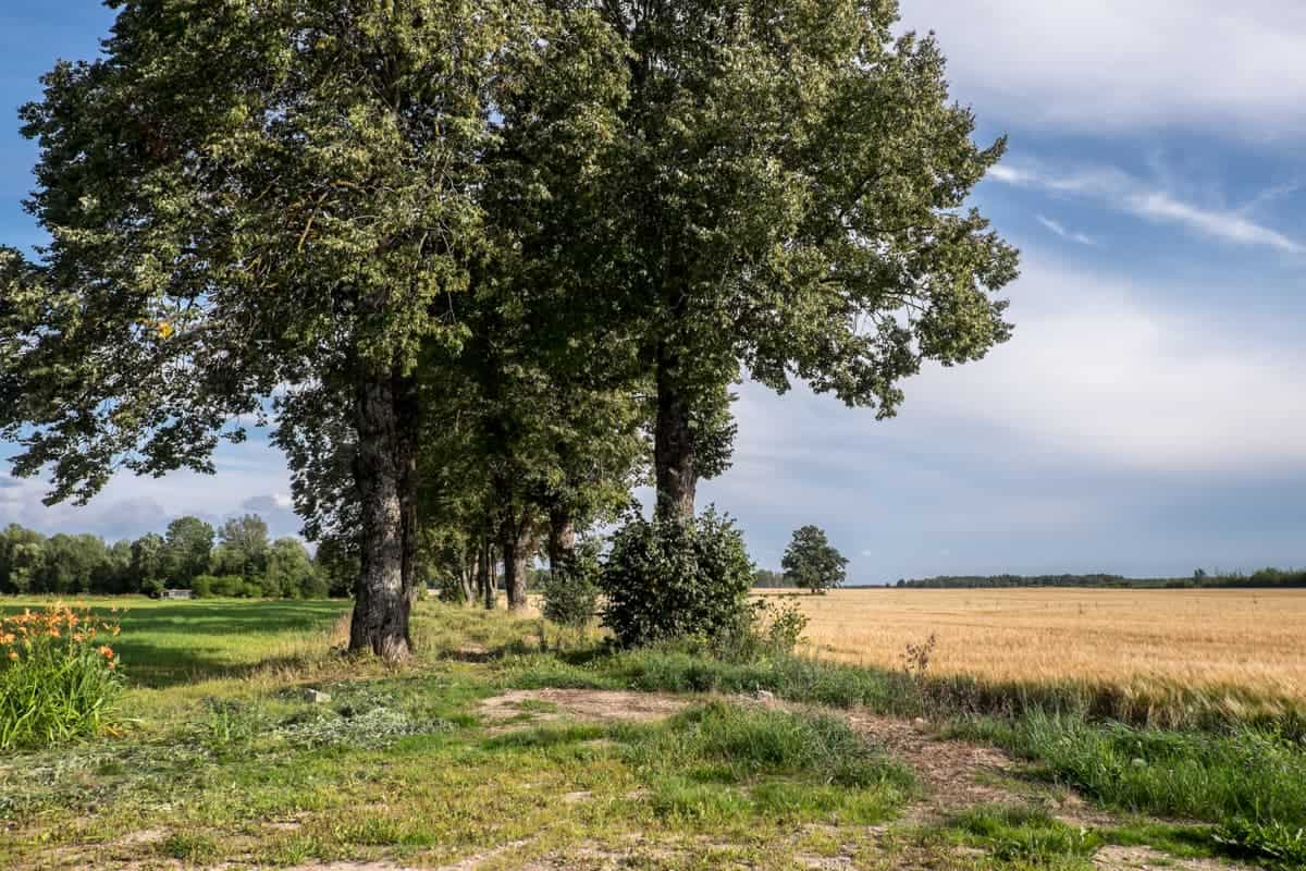 Large Oak trees and yellow grain fields in Countryside Gauja National Park Latvia