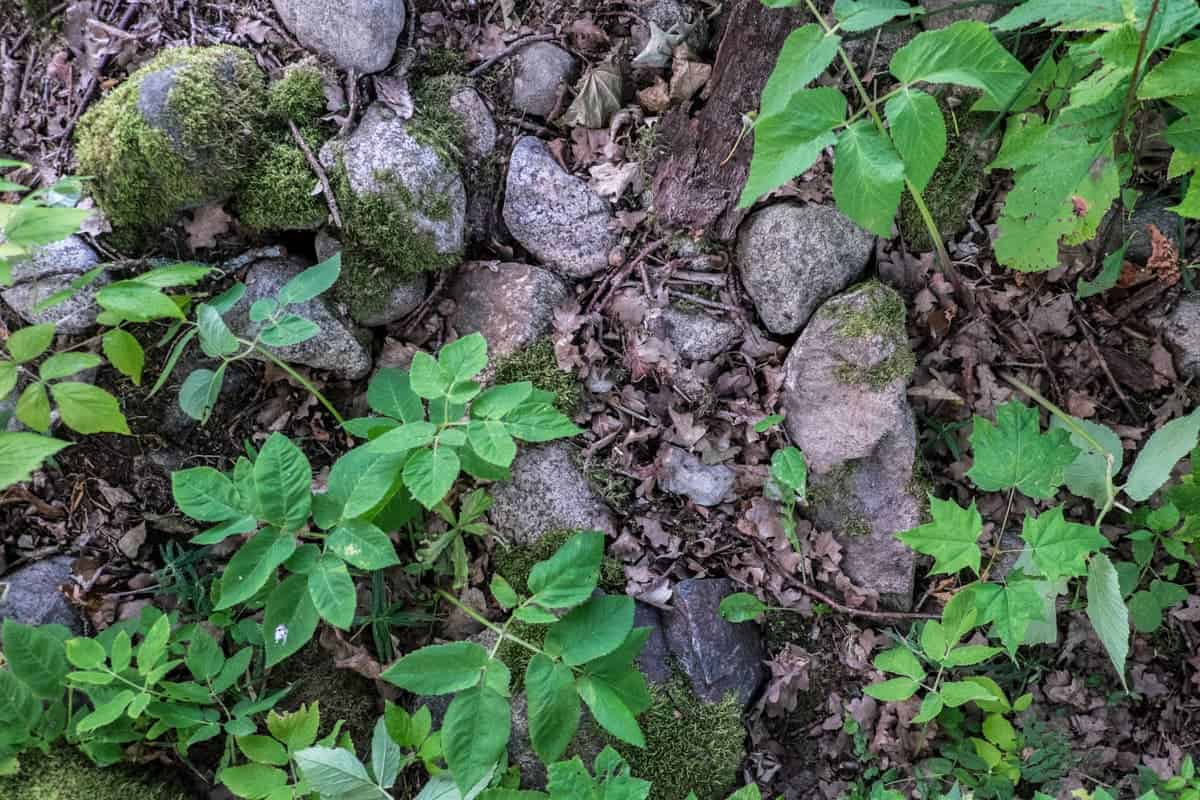 piedras y flores verdes brillantes del parque nacional de Gauja Letonia naturaleza
