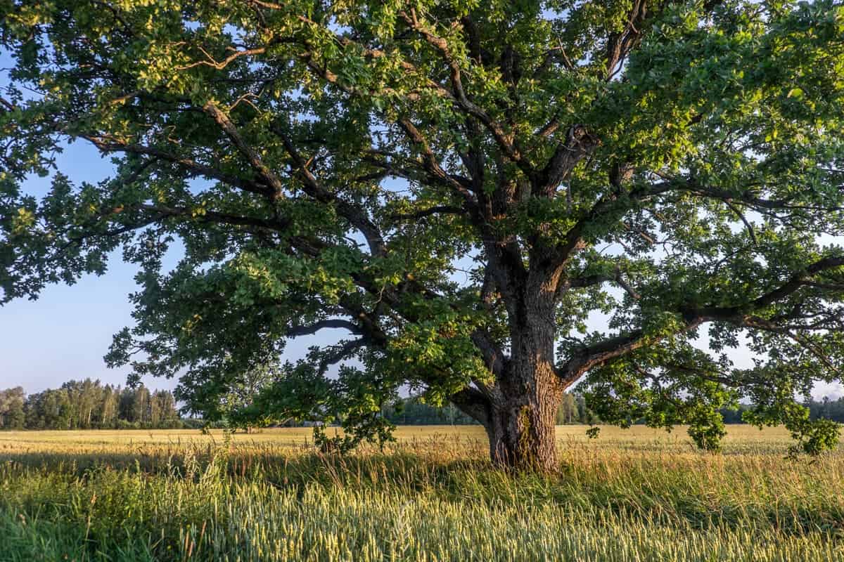 One of the biggest oak trees in the yellow farming field, found on the Grand oaks in Latvia nature Gauja National Park