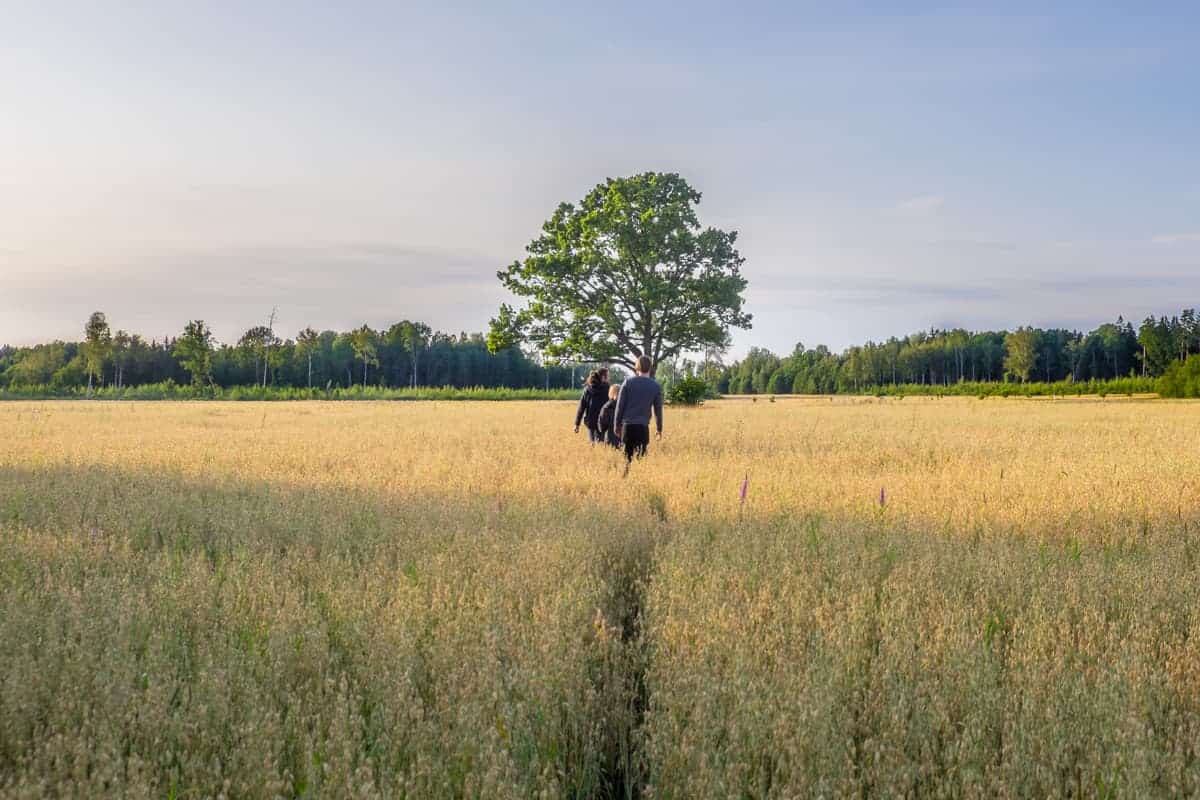 Tres personas caminan en línea recta a través de los campos de granos en la Caminata de Letonia Grand Oaks, Parque Nacional de Gauja