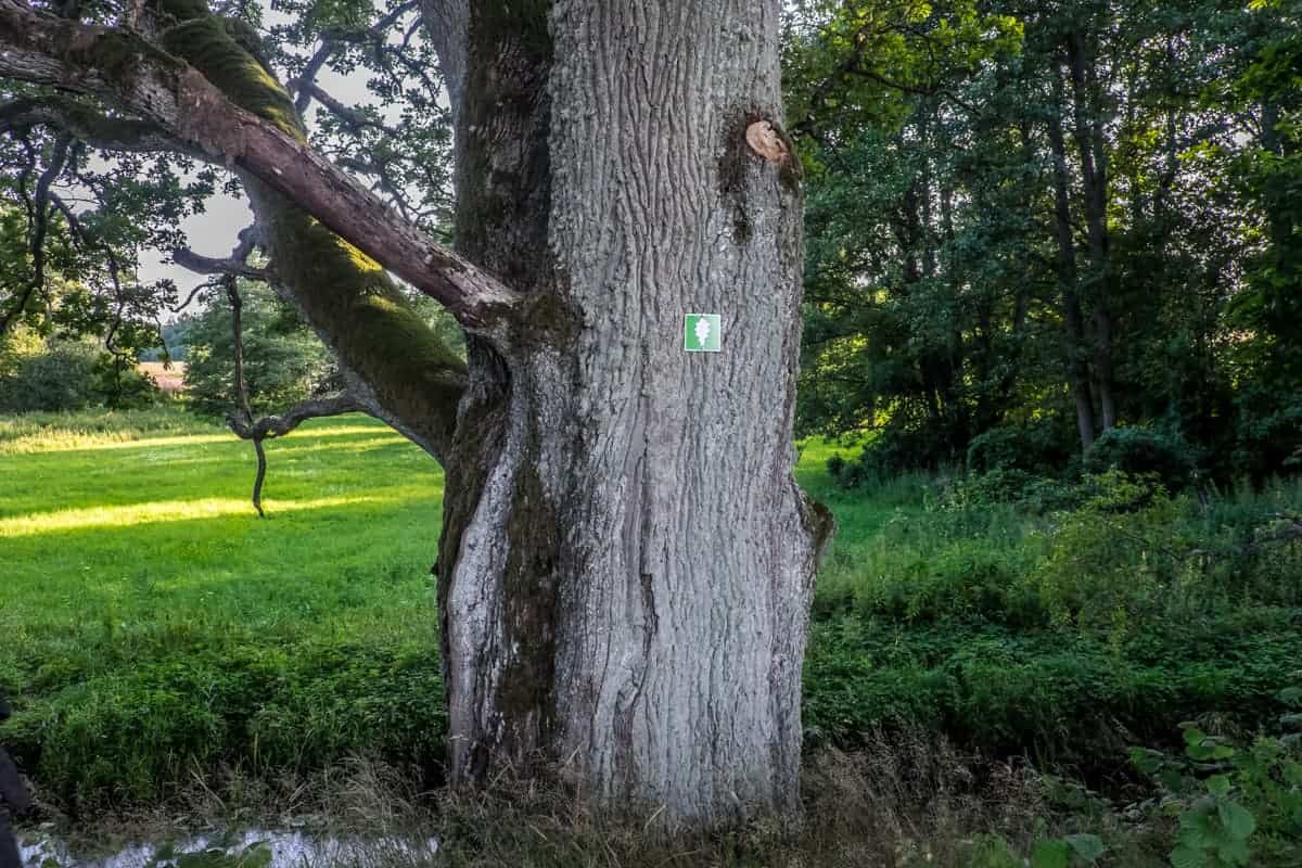 A grand oak bears a green sign indicating it is part of the Grand Oaks hike trail in Latvia