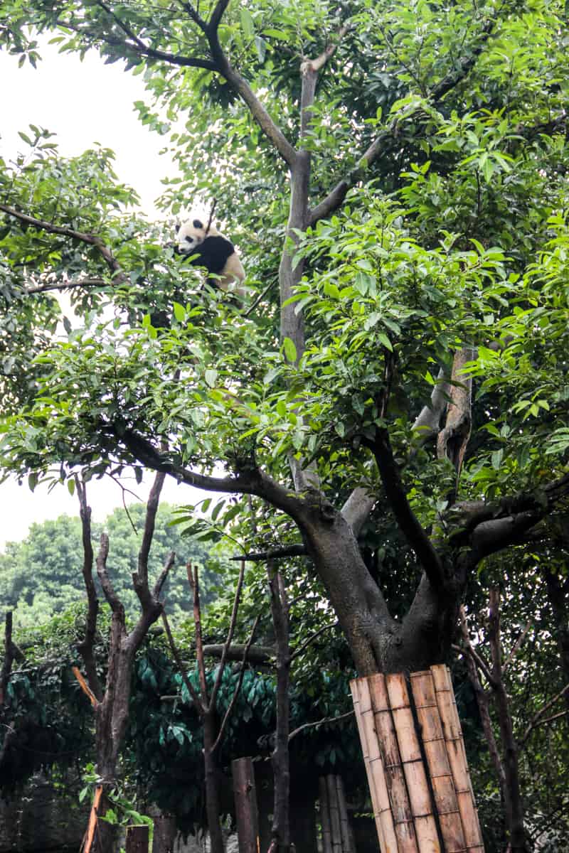 A Giant Panda climbing a tall leafy green tree at the Giant Panda Breeding Base in Chengdu, China