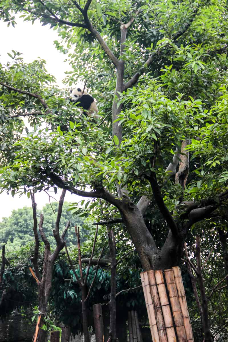 panda tours china A Giant Panda climbing a tall leafy green tree at the Giant Panda Breeding Base in Chengdu, China
