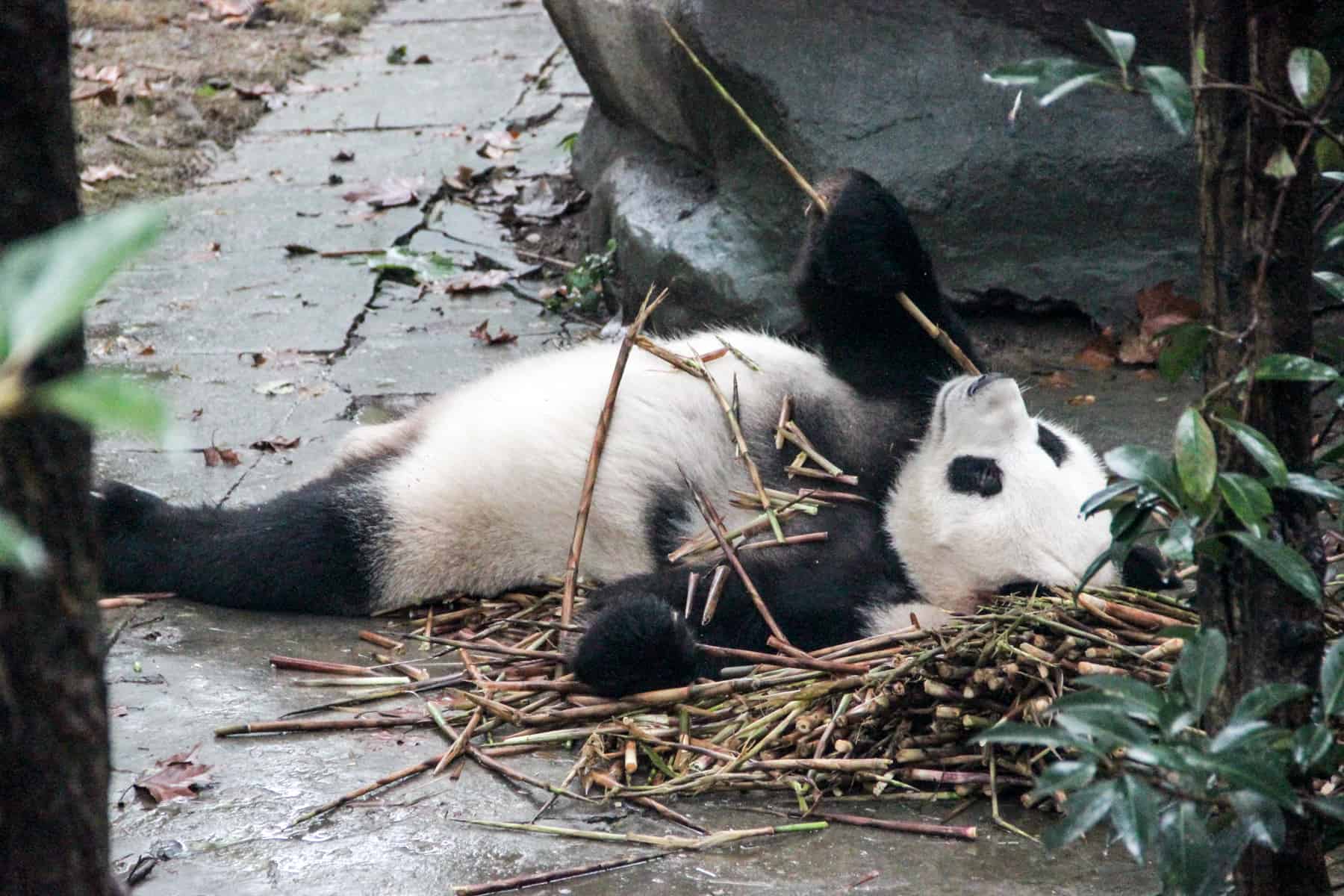 Panda eating Bamboo off its belly, seen on a Chengdu Panda Tour in China