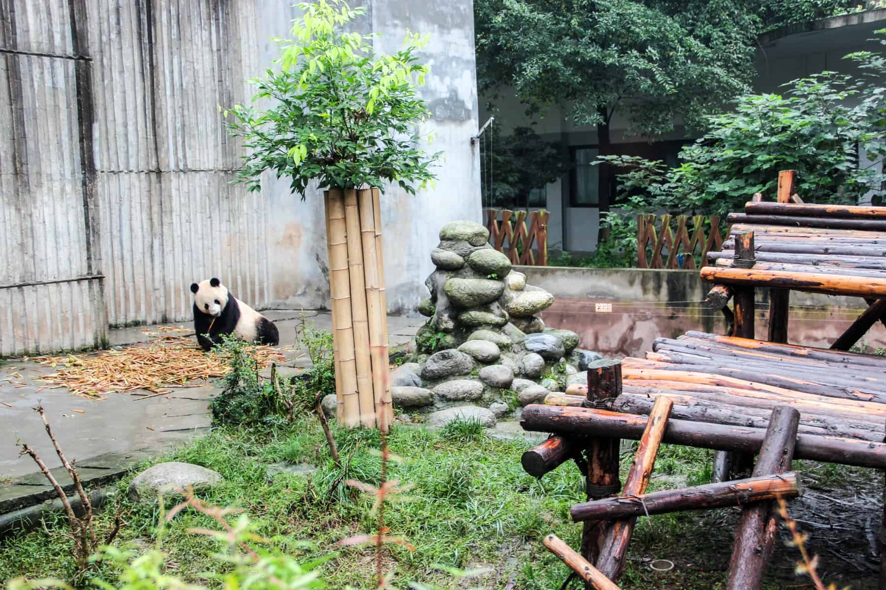 A Giant Panda lounging on a mat of bamboo plants in the open, green enclosure at the Breeding Base in Chengdu, China