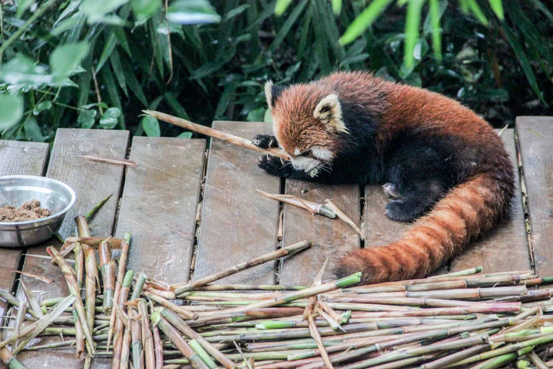 A Red Panda, which looks a lot like a racoon seen on a Chengdu Panda Tour in China's breeding base