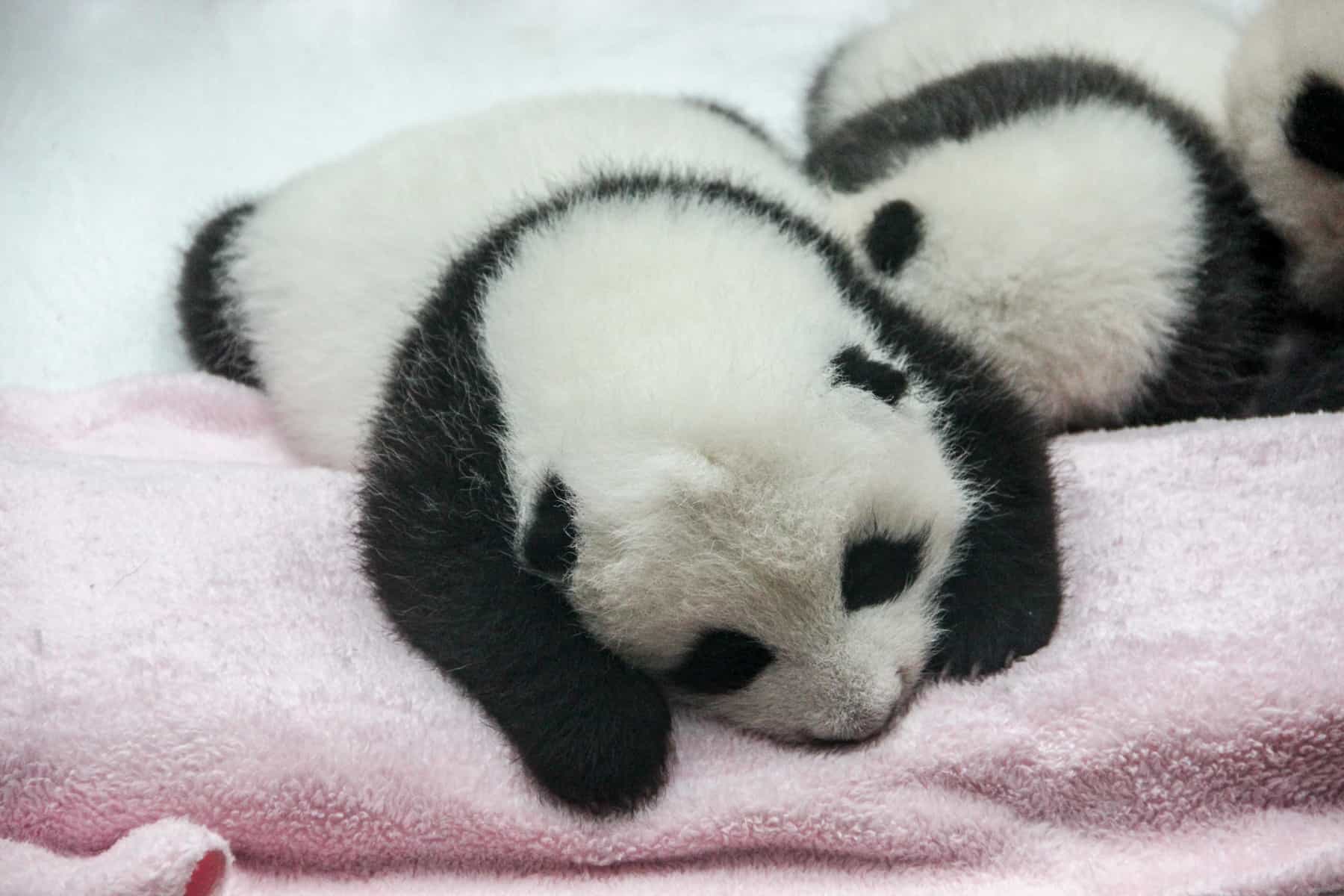 A baby panda sleeps on a pink blanket at the breeding base in Chengdu