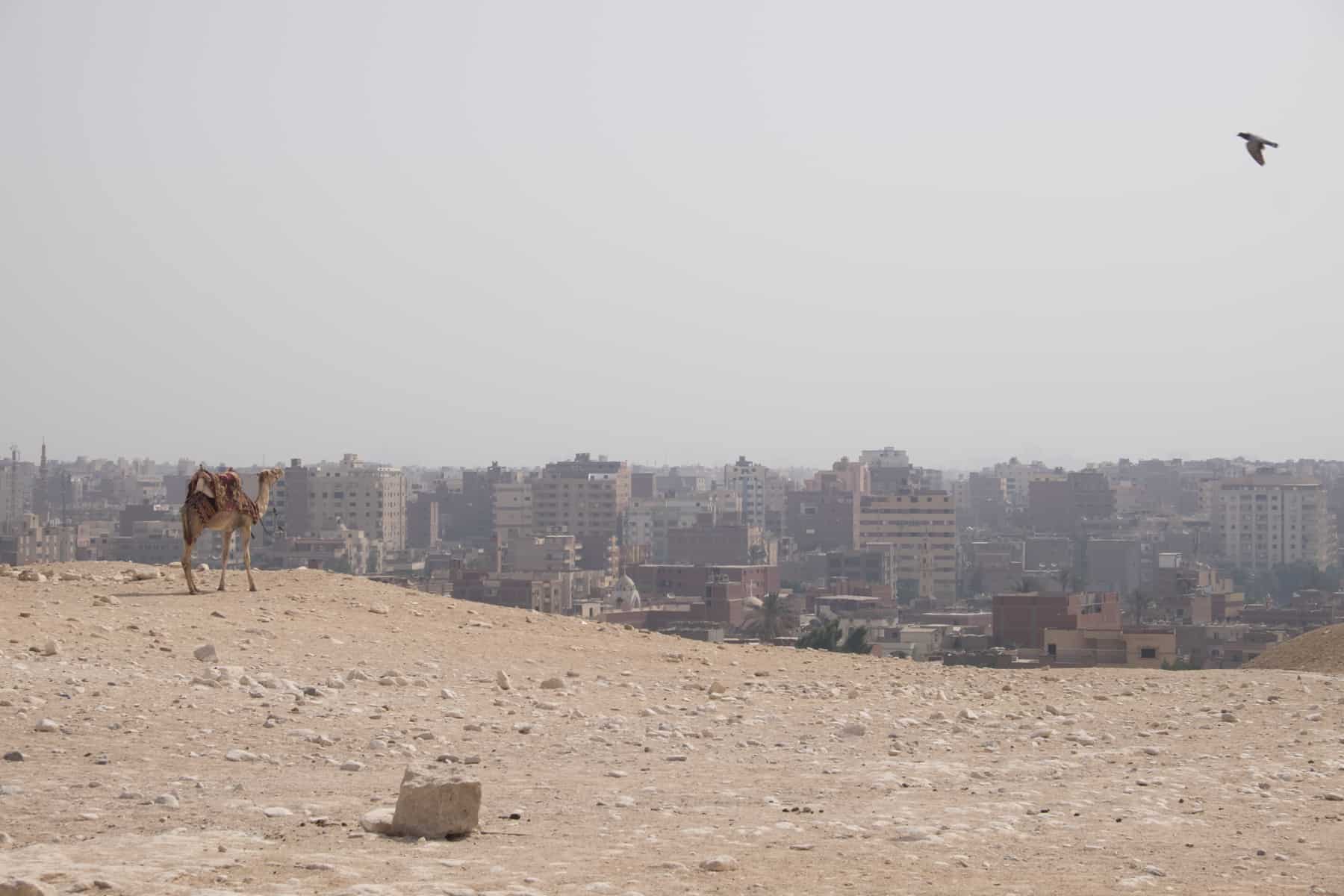 A camel looks out towards the view of Cairo city as seen through the dusty air of the Great Pyramids of Giza site in Egypt