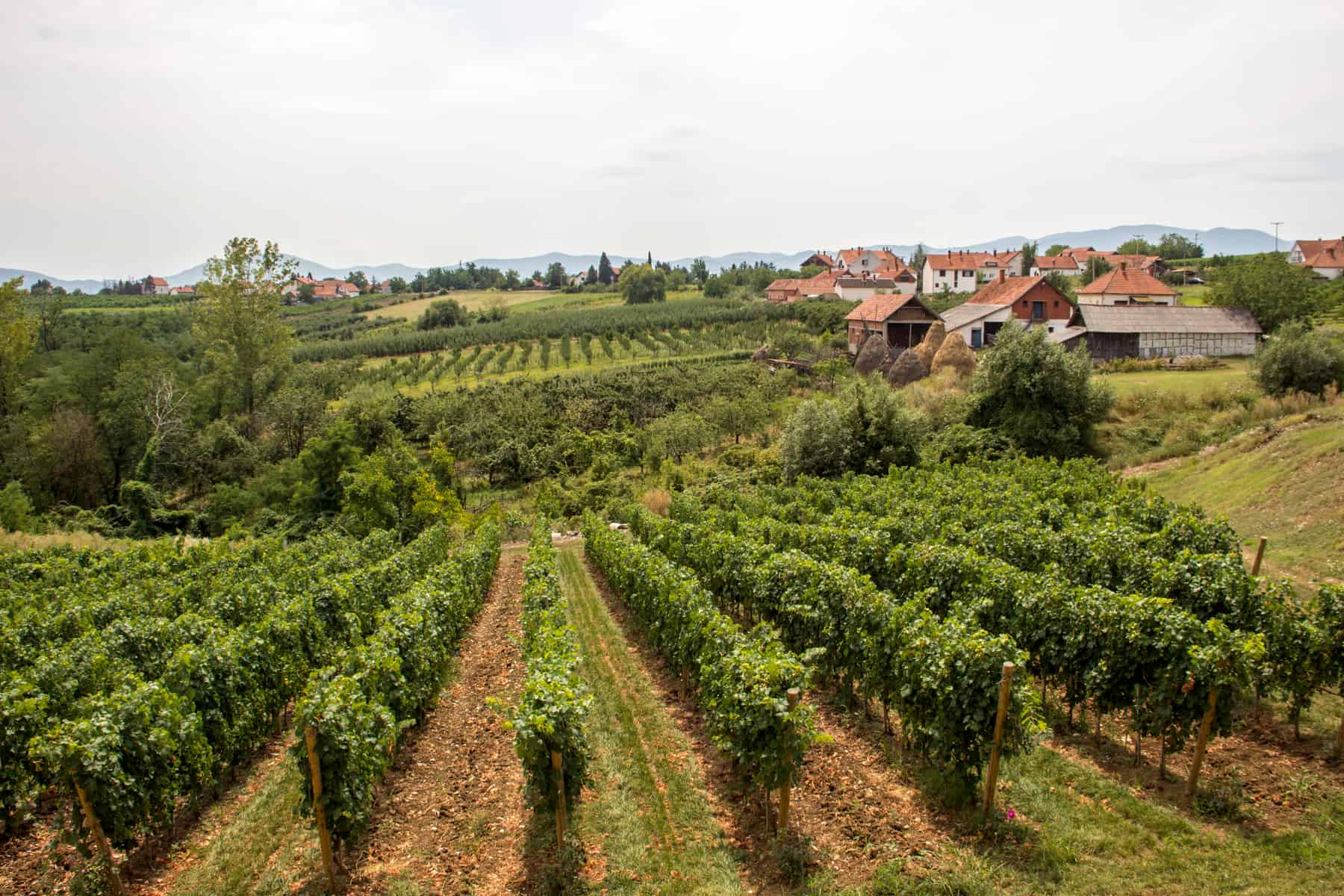 Immaculate rows of green vineyards and orange soil, looking towards sloping hills and white and orange houses. 