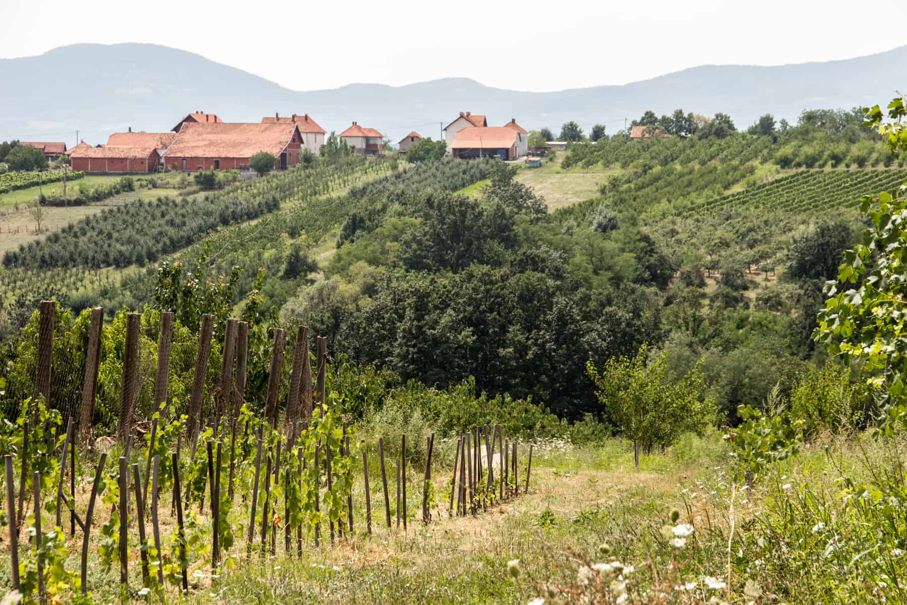 The green sloping rows of vines, backed by orange buildings in Serbia's wine region of Topola. 