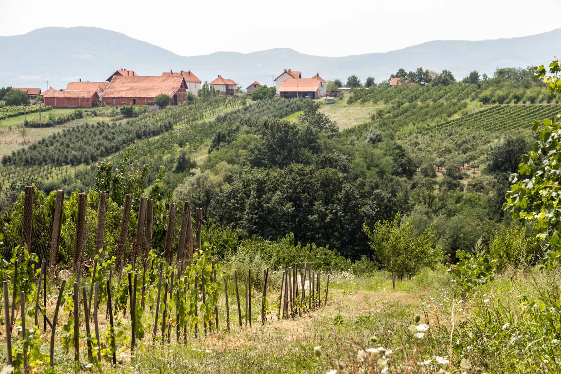 Vineyards with orange roofed buildings in Serbia.