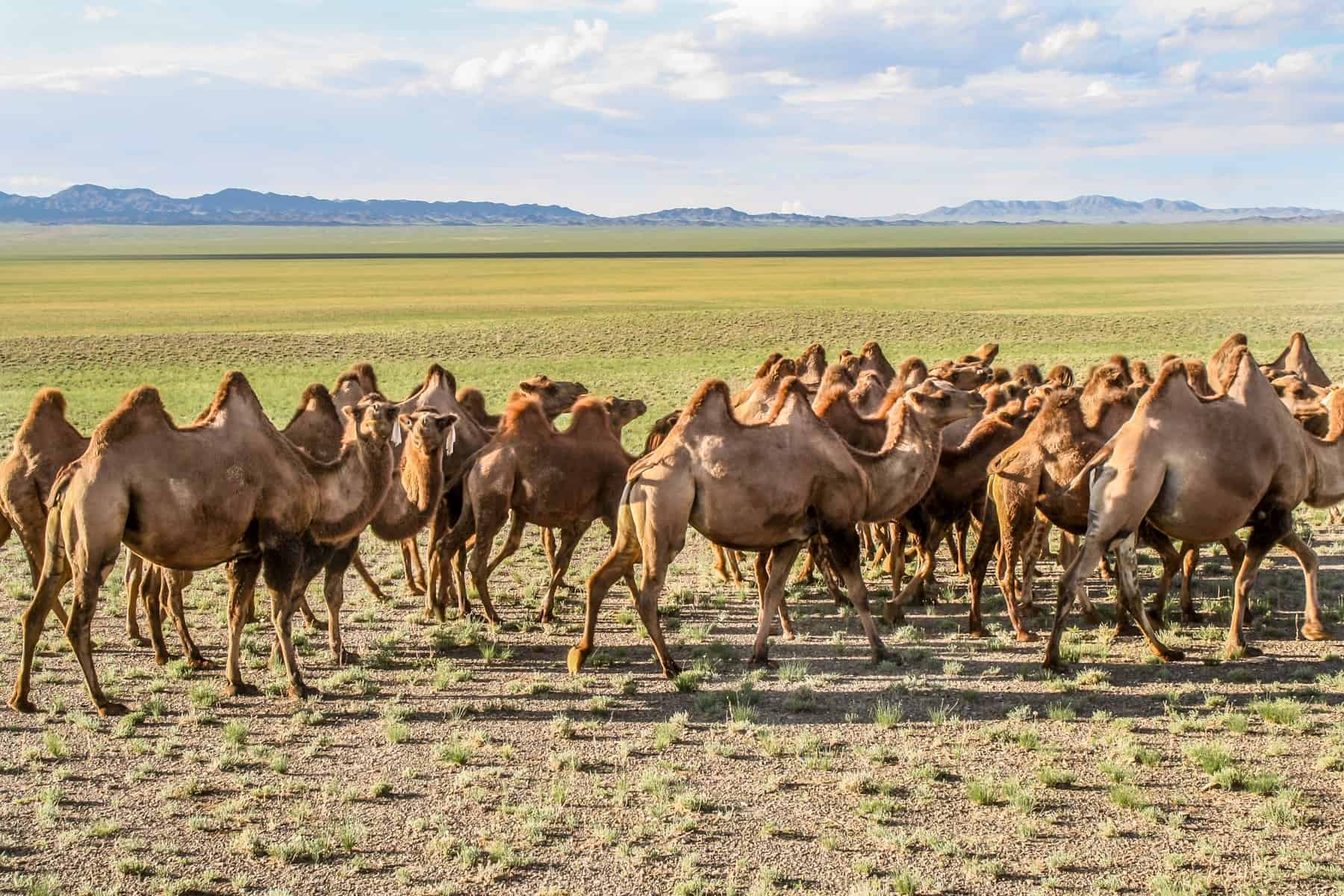 A horde of camels roaming in the Gobi Desert of Mongolia