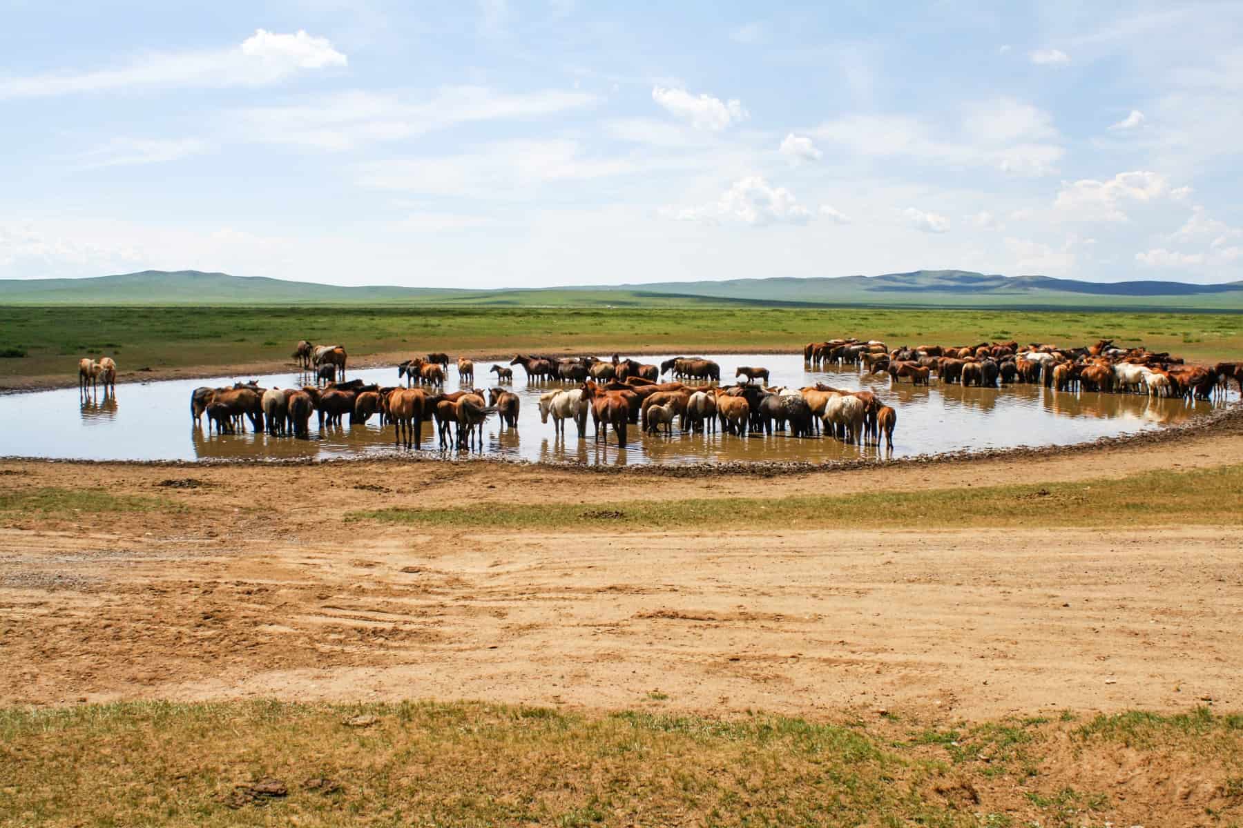 Caballos salvajes en el paisaje llano y árido de Mongolia bebiendo de un pequeño charco de agua