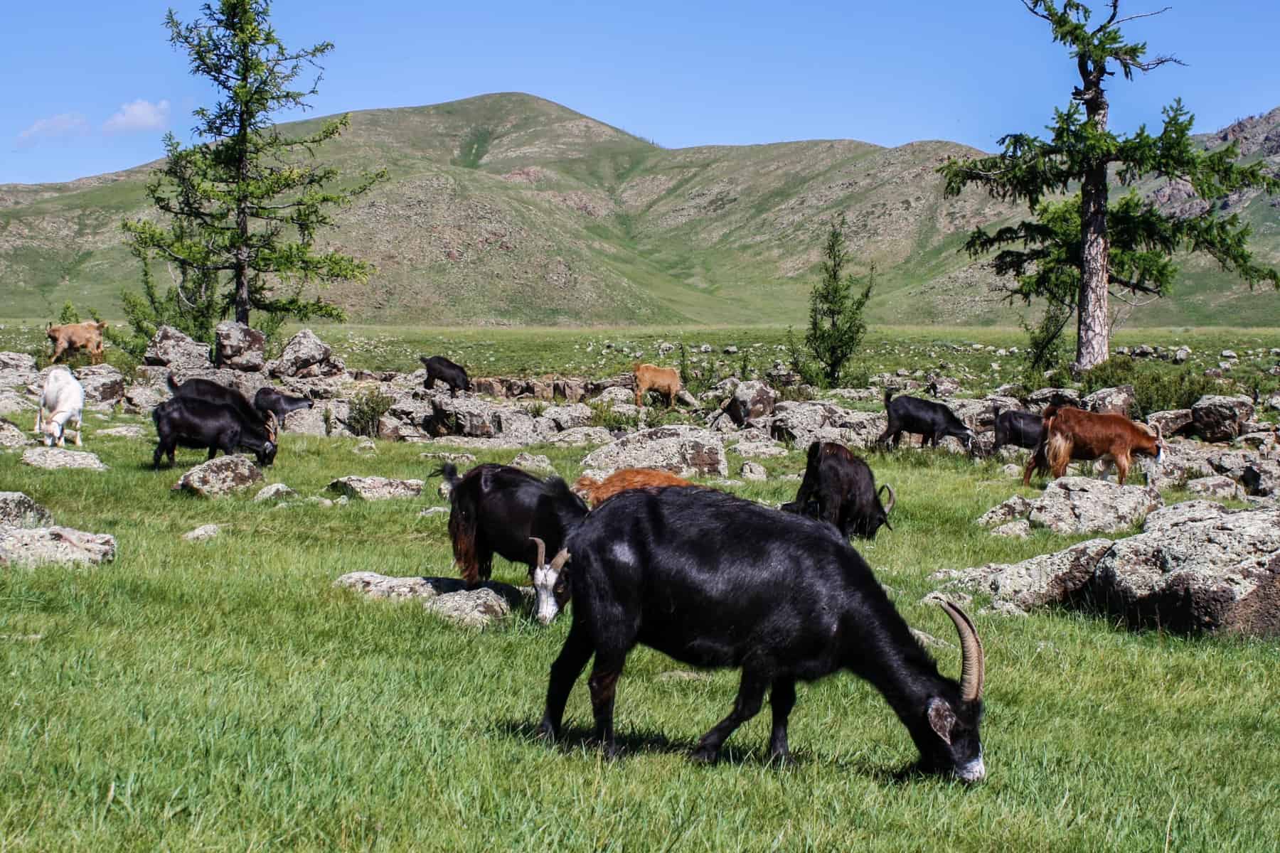 Black and brown goats eating fresh, green grass in a rocky area of Mongolia