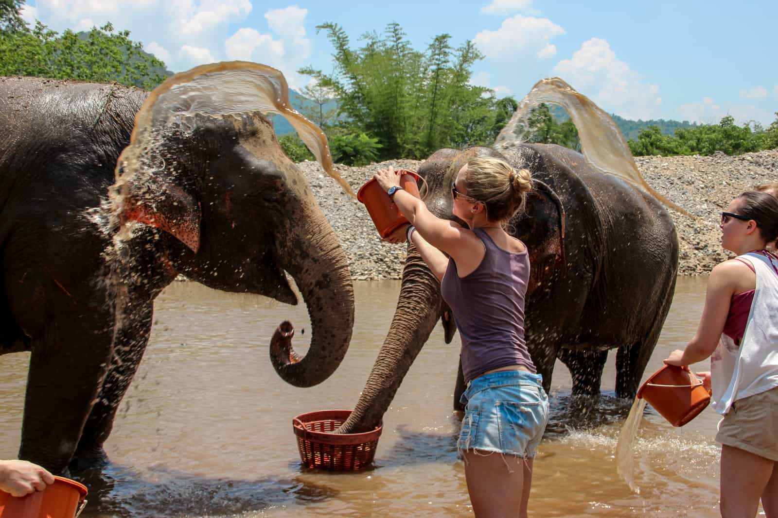 A tourist throws a bucket of water over an elephant at bathing time at an elephant sanctuary in Chiang Mai, northern Thailand. 