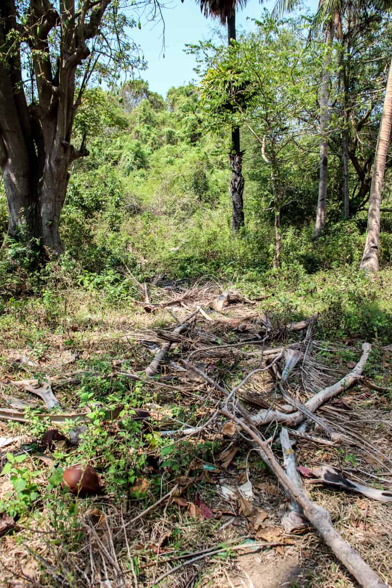 A walking path blocked by manmade piled of bamboo leaves and sticks to deter visitors from crossing