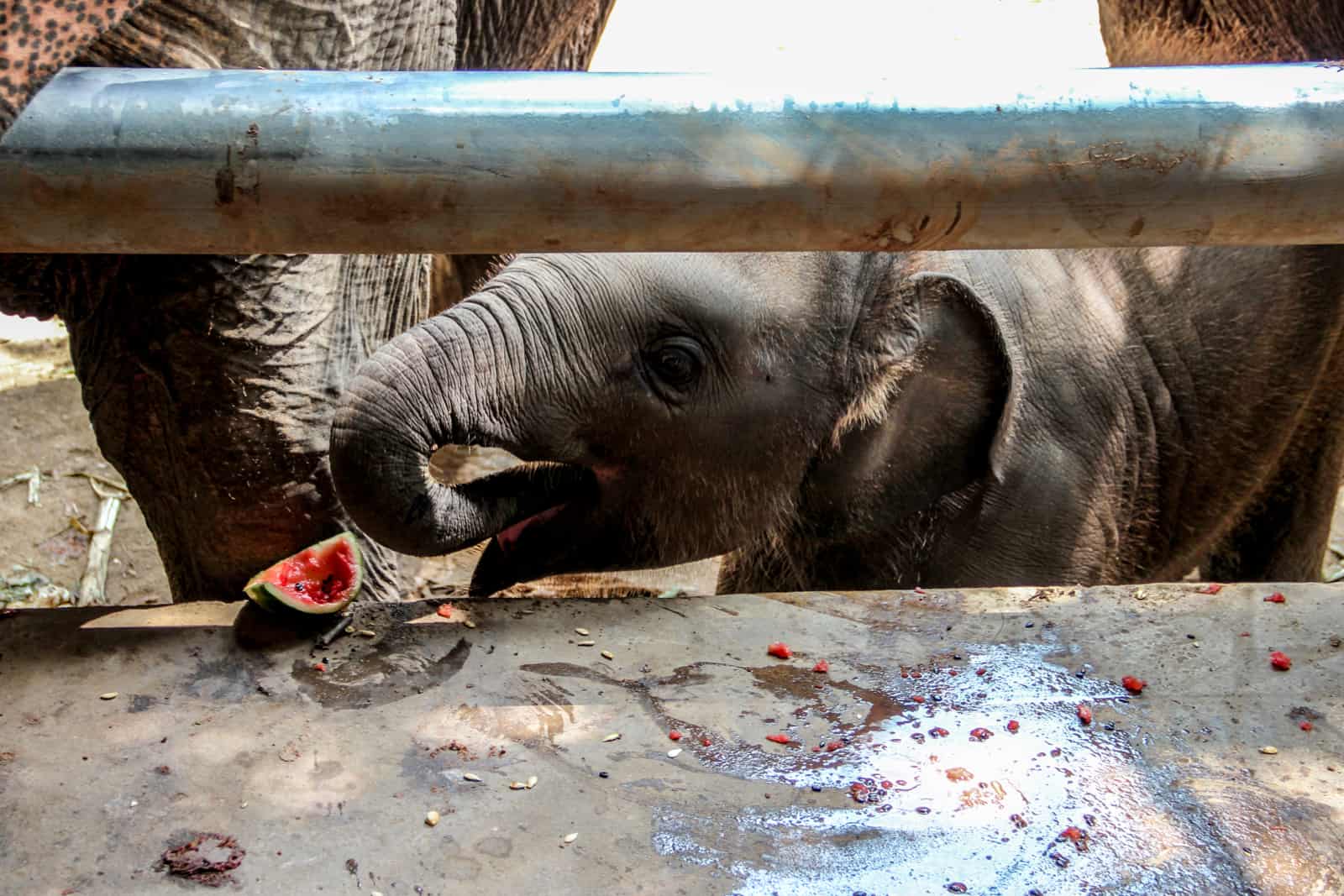 Hungry baby elephant eats a watermelon at the Elephant Nature Park in Chiang Mai, Thailand.