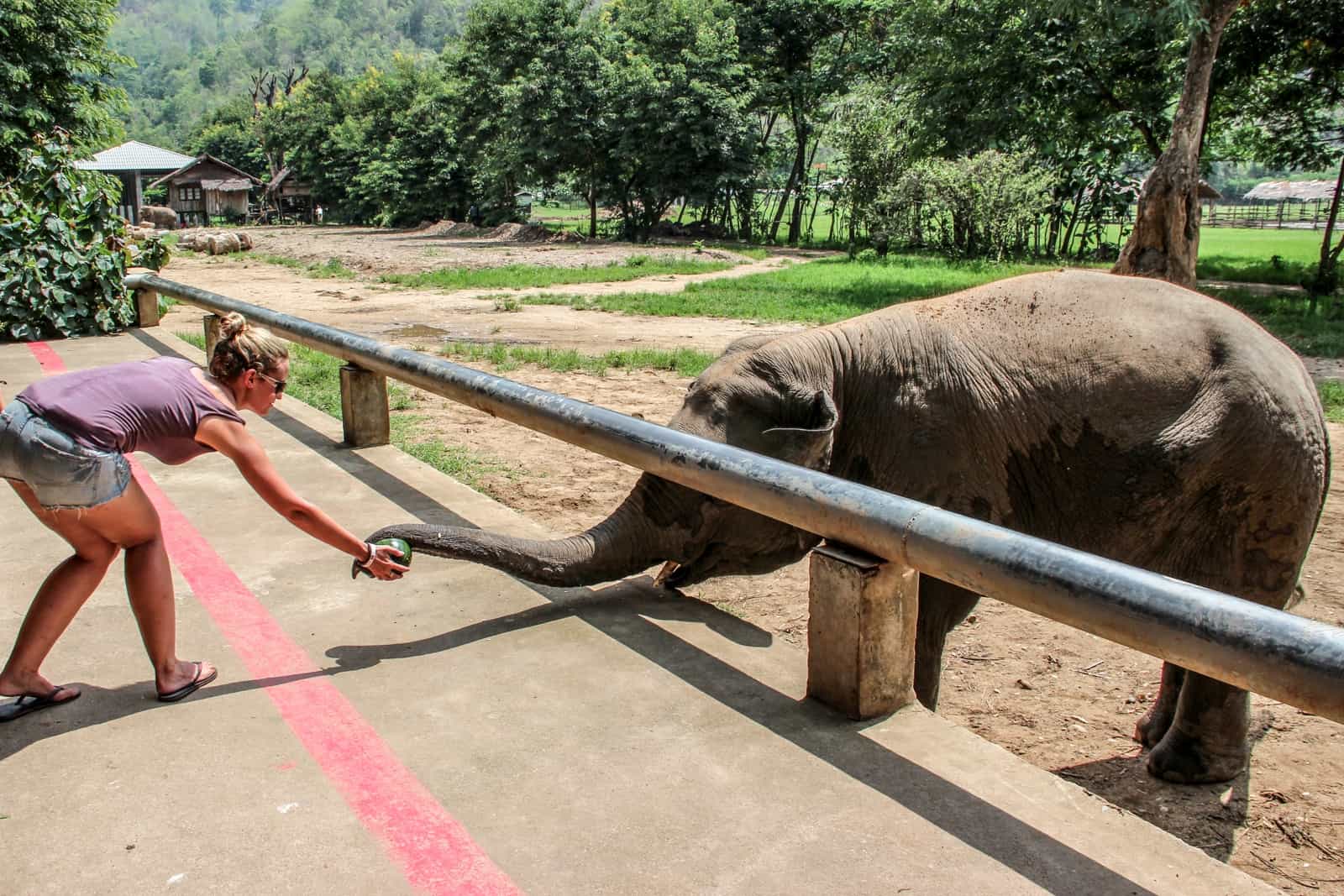 Tourist, standing behind a red line, feeding an elephant at a distance at the Elephant Nature Park.