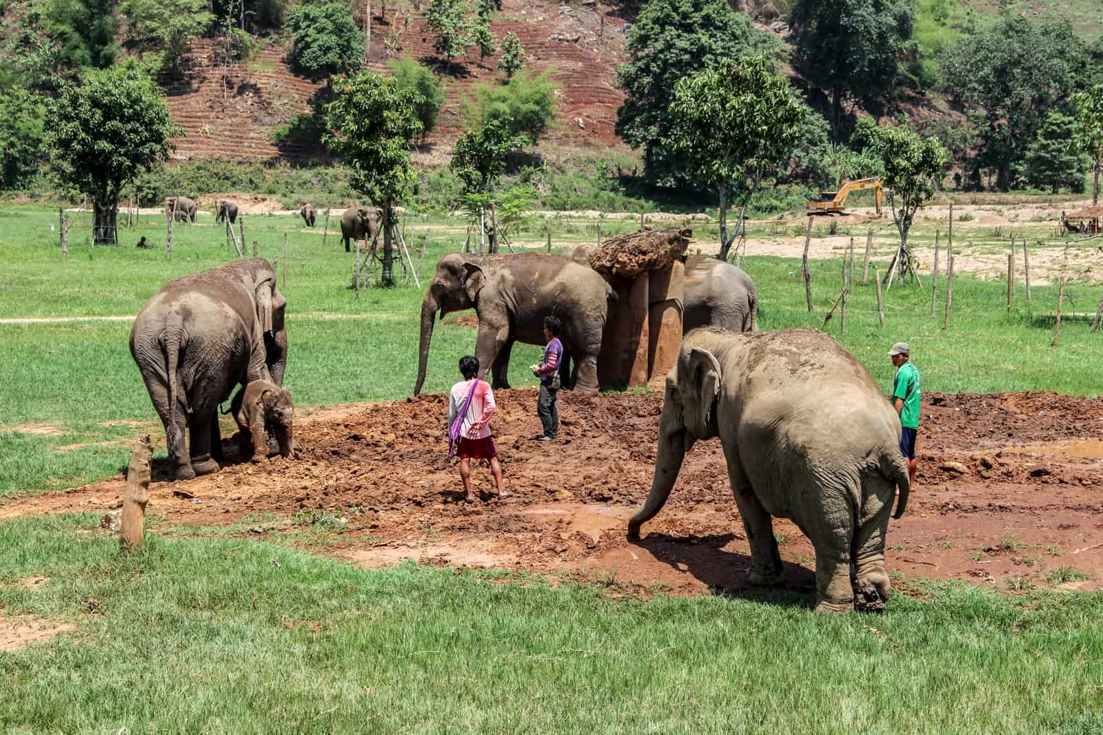 Three mahouts with a small group of elephants in Thailand, in the forest of a conservation park. 