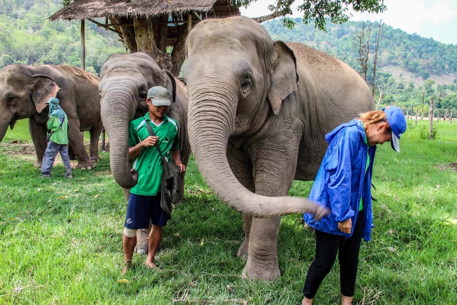 An Elephant uses its trunk to play with tourists at the Elephant Nature Park in Chiang Mai, Thailand.