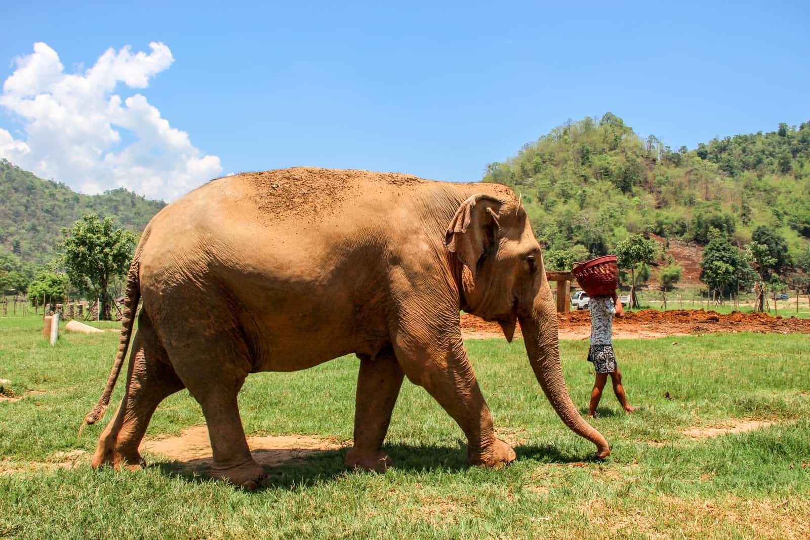 An elephant walks next to a man in the green conservation park in Thailand.