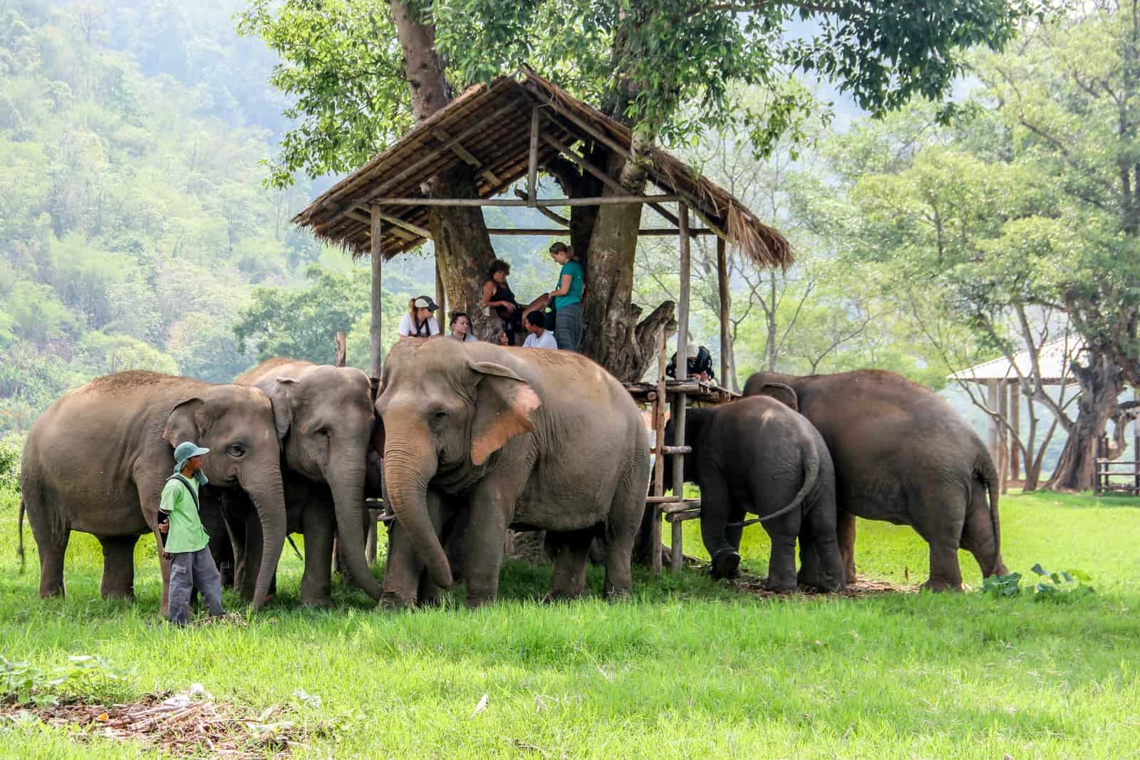 A small group of tourists view elephants from a wooden platform at the Elephant Nature Park in Chiang Mai, Thailand.