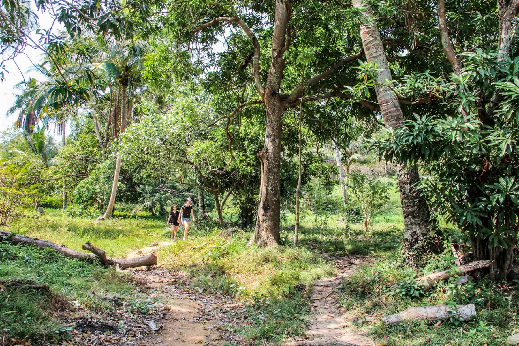 Two women, wearing black, trek through jungle forest on worn trails underneath tall trees