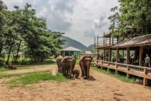 Elephants arriving at the wooden feeding station platform at the Elephant Nature Park in Chiang Mai, where tourists are waiting.