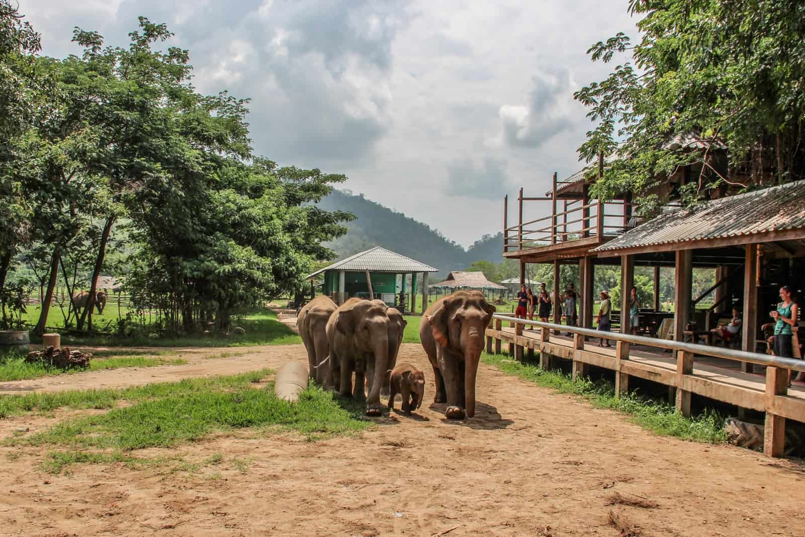 Elephants arriving at the wooden feeding station platform at the Elephant Nature Park in Chiang Mai, where tourists are waiting. 