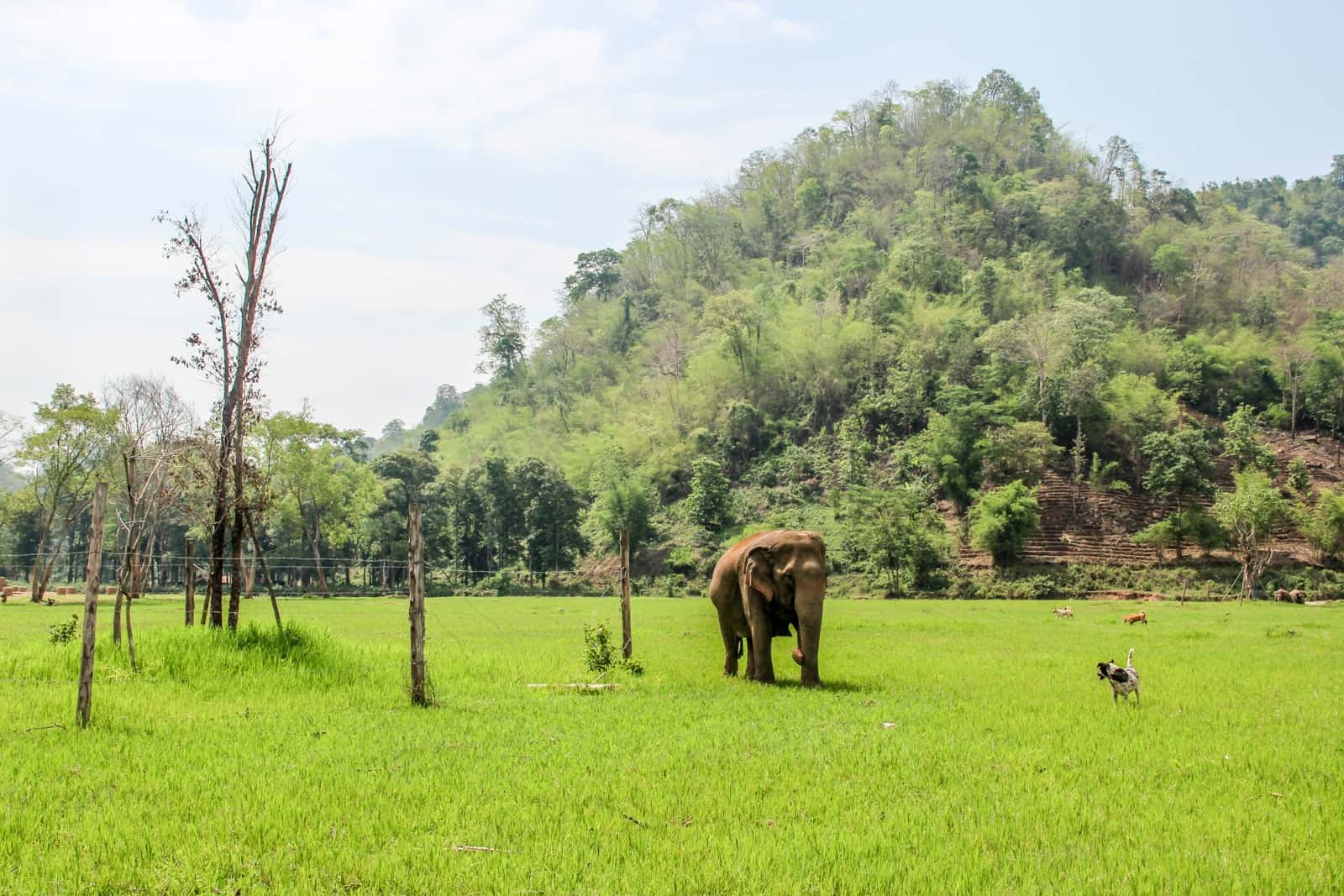 Elephant walking and not giving rides to tourists at the Elephant Nature Park in Chiang Mai, Thailand.