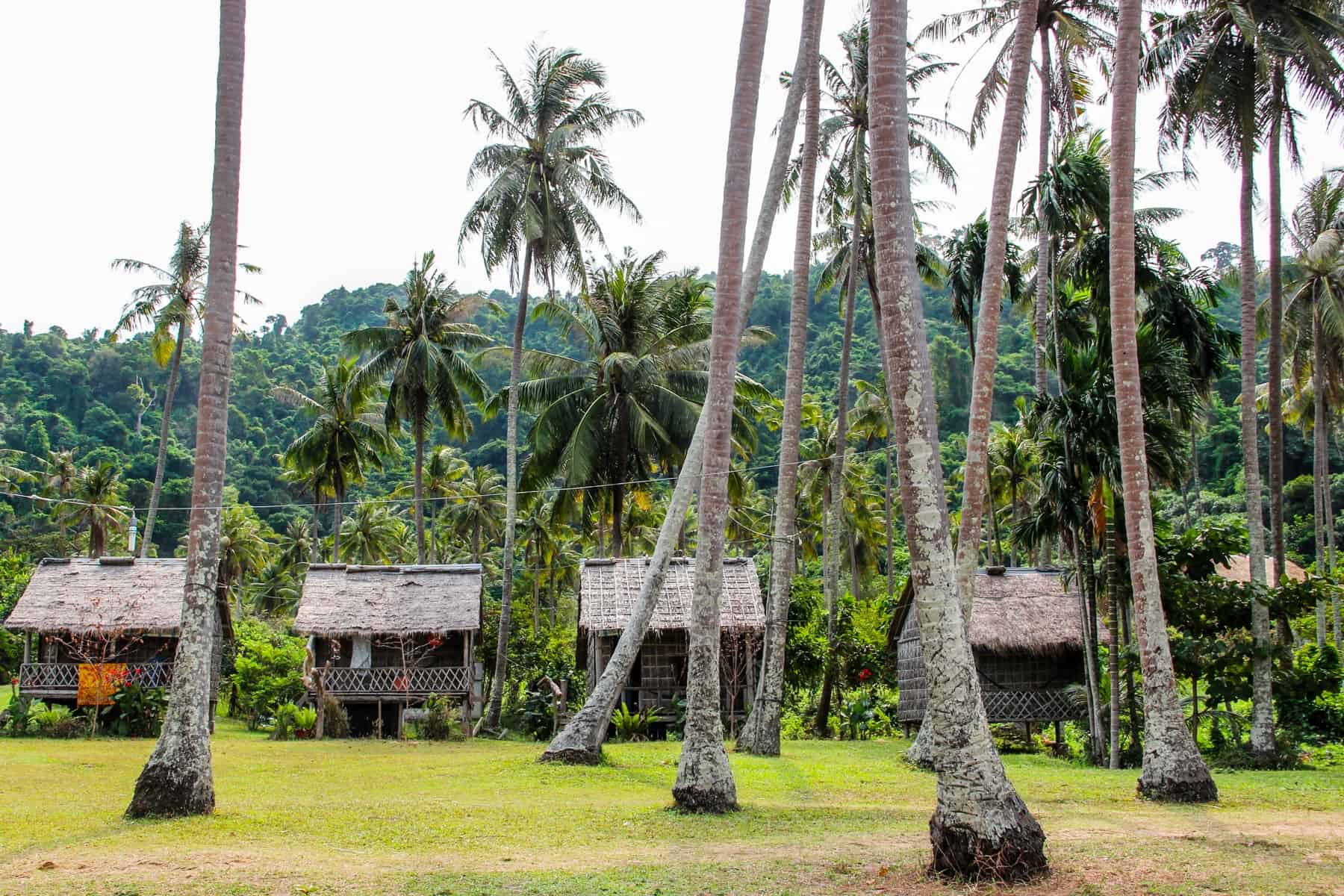 A row of wooden huts behind tall palm trees and in front of dense jungle
