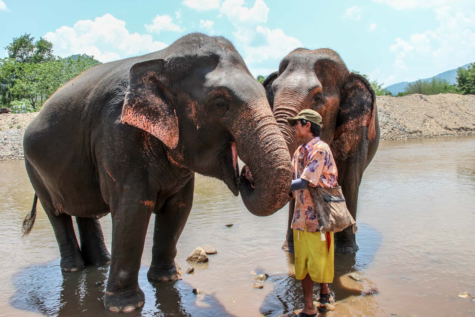 A guide interacting with two elephants without riding them at the Elephant Nature Park in Chiang Mai, Thailand.