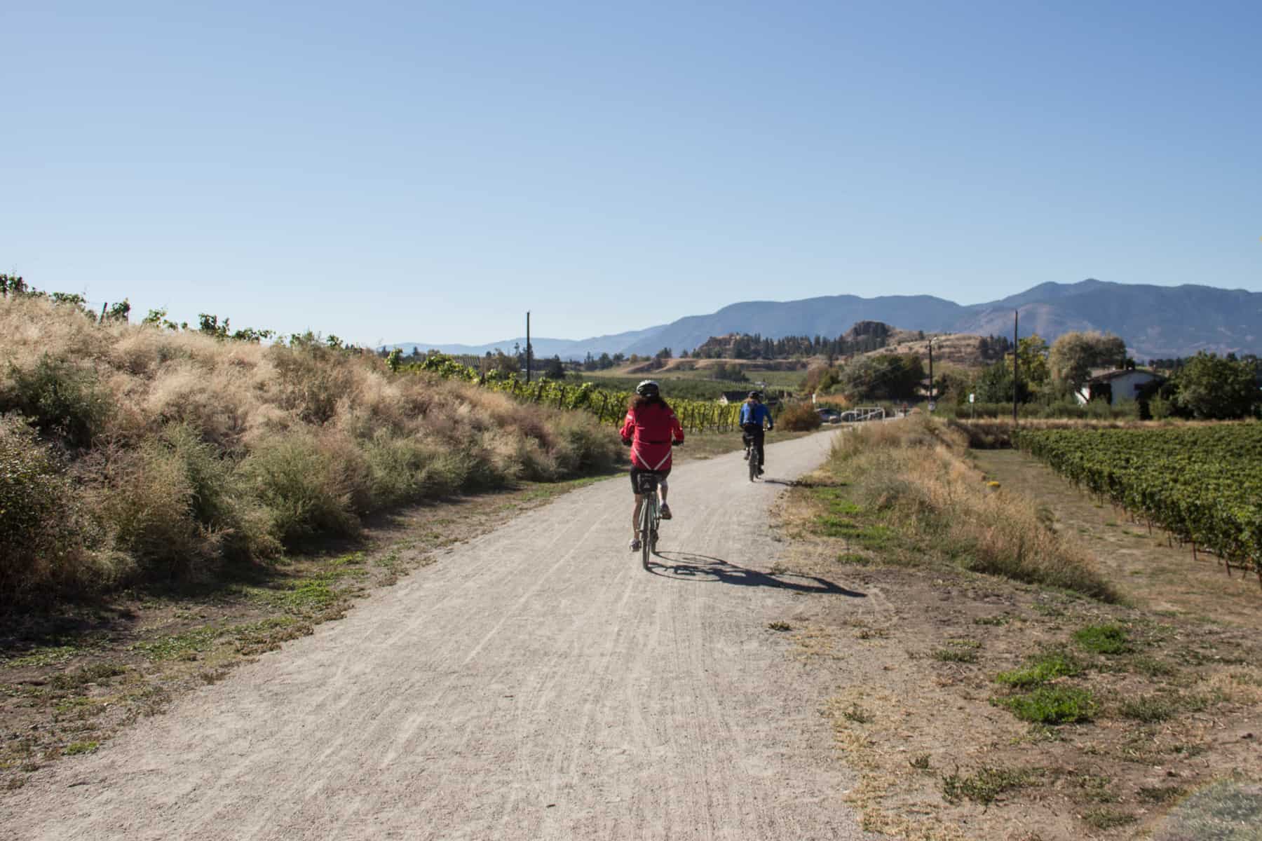 Cyclists on a road passing vineyards and rolling hills on the KVR Trail in Penticton, BC. 
