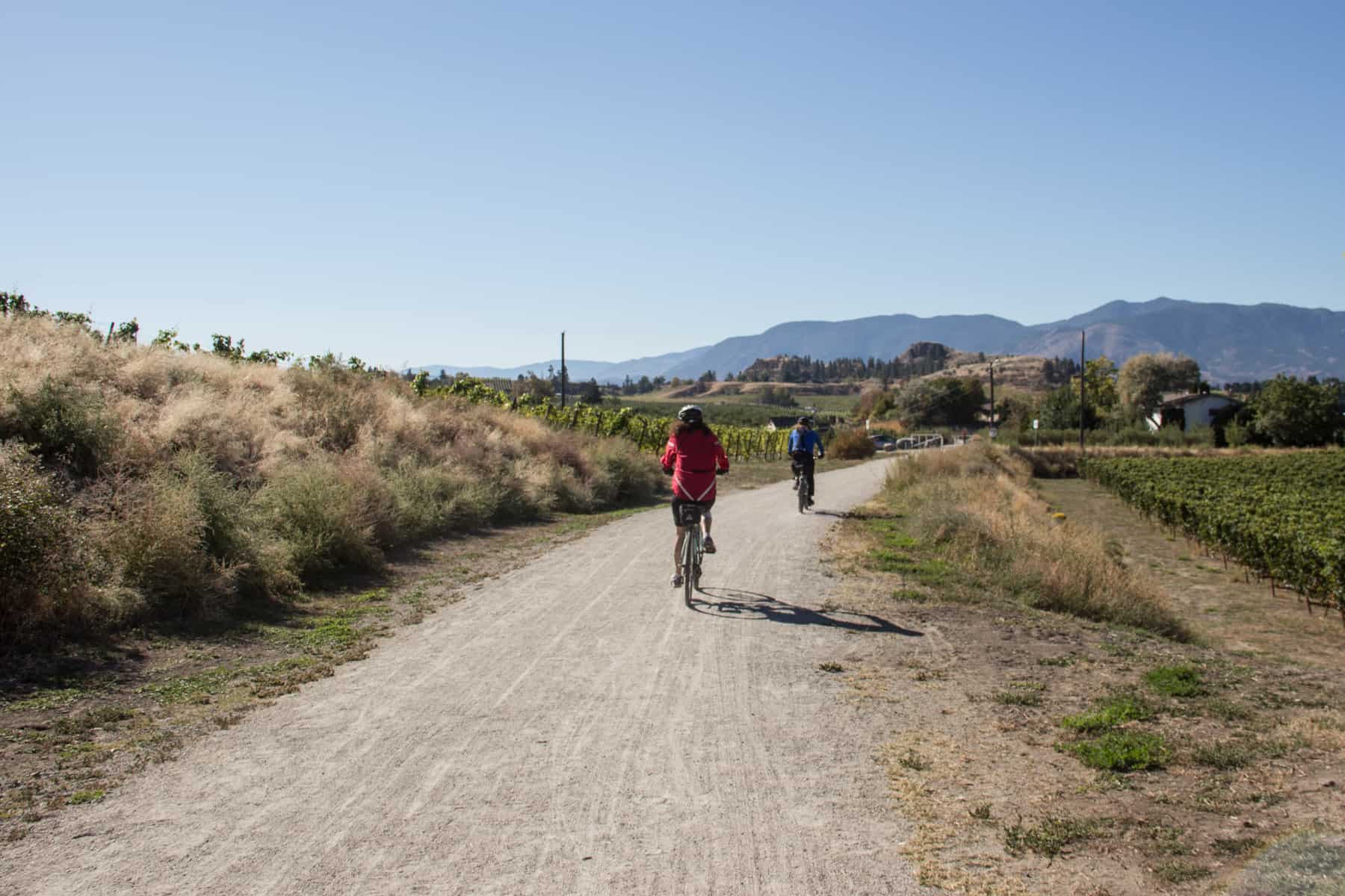 Cyclists on a road passing vineyards and rolling hills on the KVR Trail in Penticton, BC.
