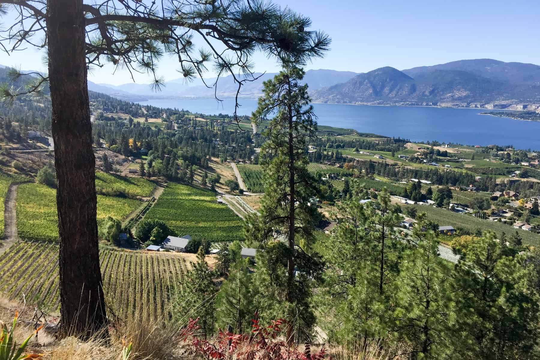 A sloping hill of vineyards and pine forests in the riverside Kettle Valley in British Columbia, Canada.