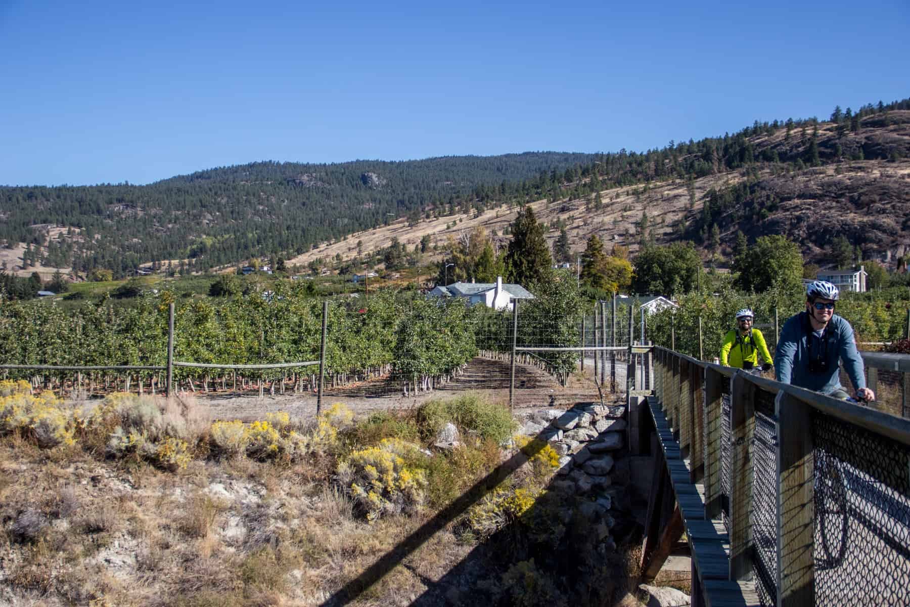Two cyclists cross a bridges to a backdrop of vineyards and a hilly forest on the Kettle Valley Railway Trail.