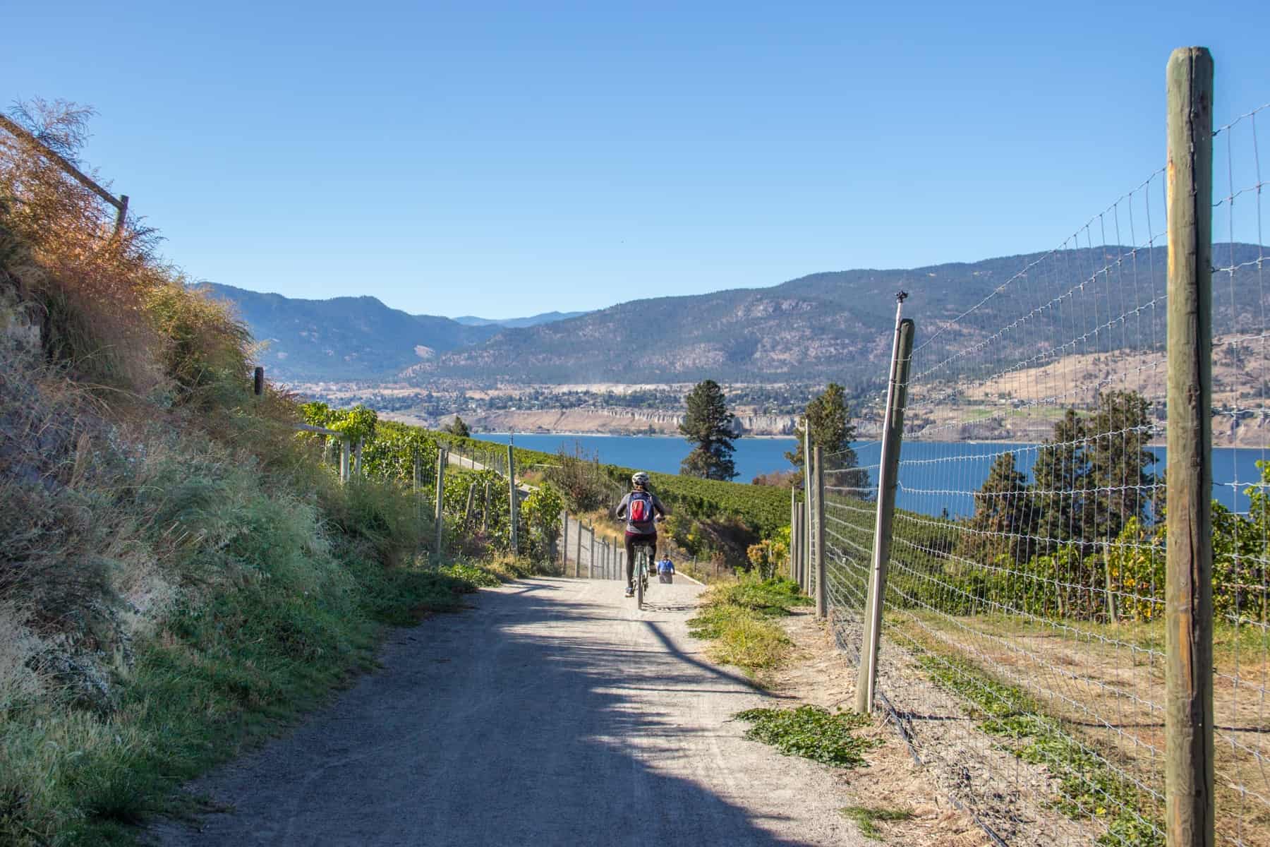A cyclist heading downhill on a gravel path through vineyards, on the Kettle Valley Rail Trail. 