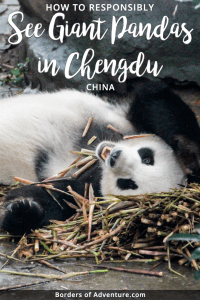 A Giant Panda in Chengdu, China playfully on his back eating bamboo and lying on a pile of it