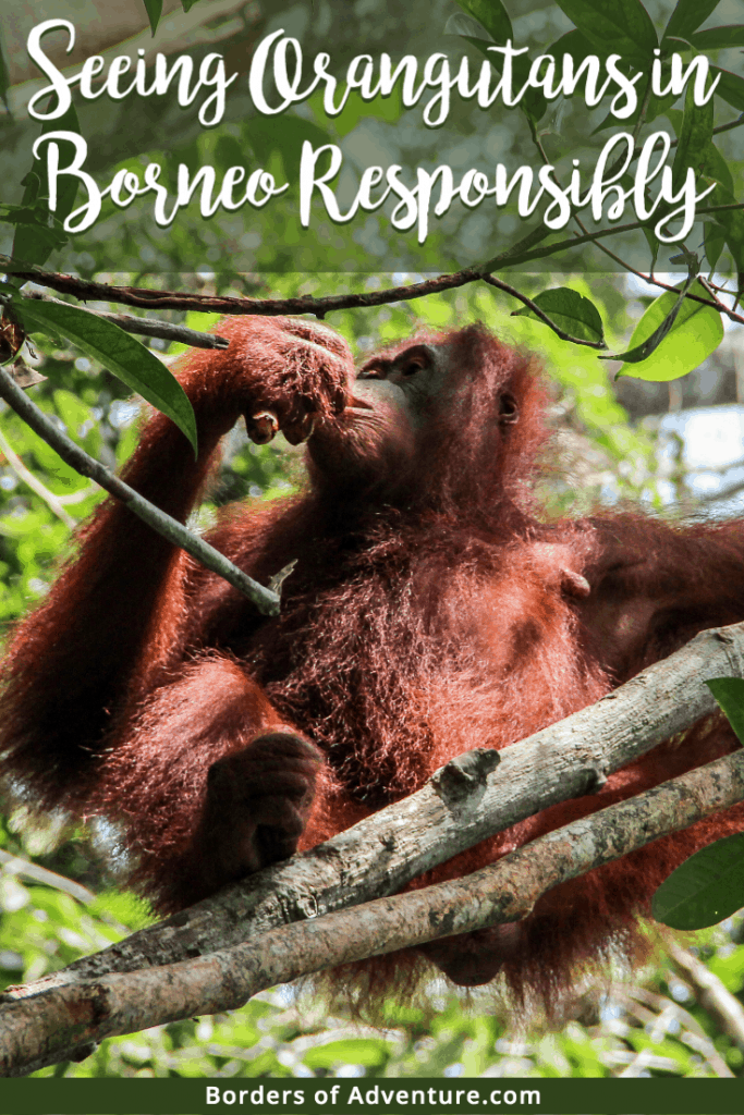 An orangutan sits in a tree while eating, at a sanctuary in Borneo