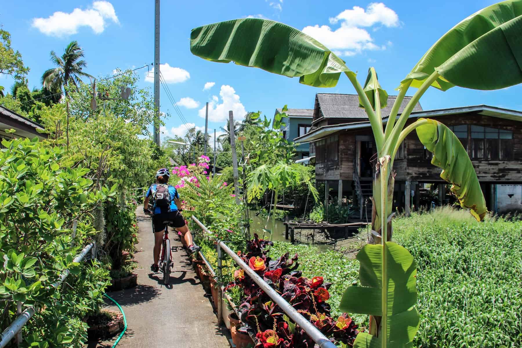 A woman in blue leading a bike tour in Bangkok through through the dense tropic farmland. neighbourhoods