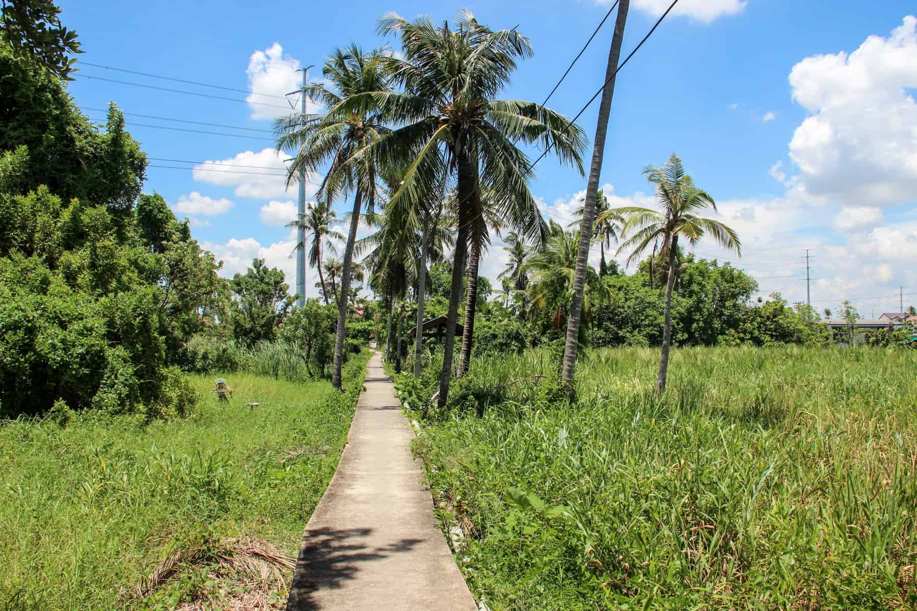 A long paved path cuts through bright green Bangkok countryside towards palm trees